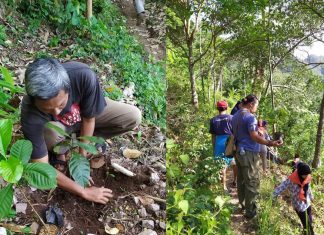 Tonjolkan Ciri Khas Lasem Dengan Tanam 7000 Bibit Kopi